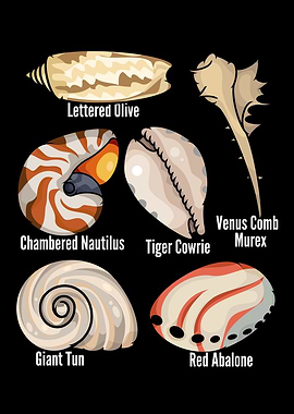 Types Of Seashells Lover Kids Shelling Beach Seashell
