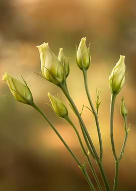 Delicate Flower Buds