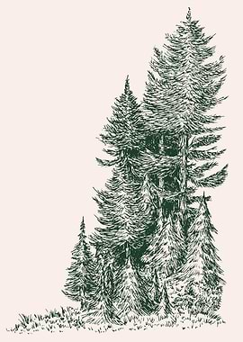 Pine Trees Illustration