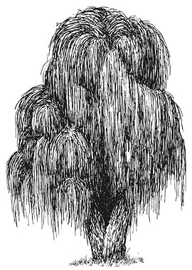 Weeping Willow Tree Black and White
