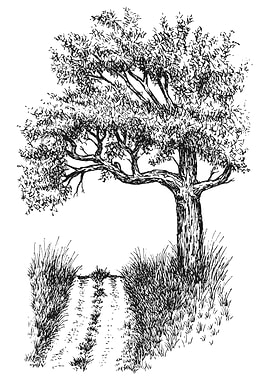 Tree and Path Black and White Sketch