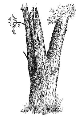 Monochrome Tree Trunk Illustration
