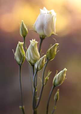 White Lisianthus Flower Buds