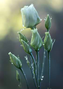 Lisianthus Flower Buds with Water Droplets