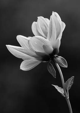 Monochrome Floral Beauty