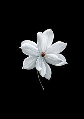White Flower on Black Background