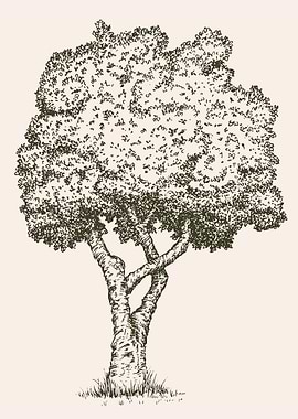 Detailed Tree Sketch