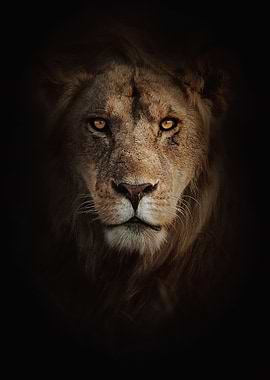 Lion portrait on black background