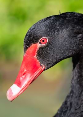 Close-up of a Black Swan