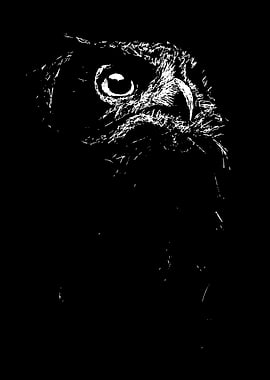 Owl Portrait in Black and White