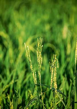 Green Rice Field