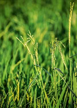 Lush Green Rice Field Close-Up