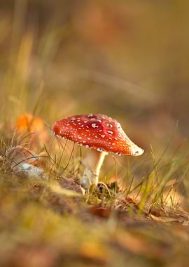 Amanita Mushroom in Natural Setting