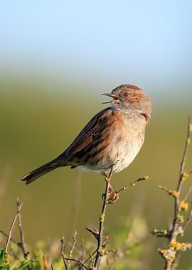 Dunnock bird perched on a branch