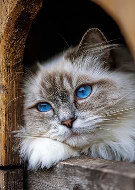 Blue-Eyed Cute White Cat