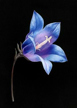 Bluebell Flower on Black Background
