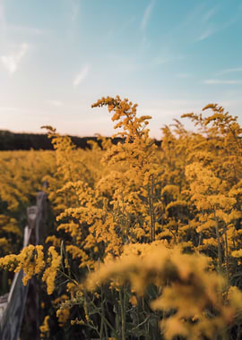 Goldenrod Field at Sunset