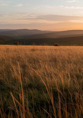 Golden Field at Sunset