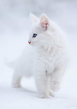 White Kitten with Blue Eyes