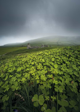 Overcast Clover Field with Ruins