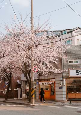 Cherry Blossoms in Urban Seoul, South Korea