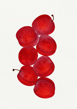 Red Plums Still Life