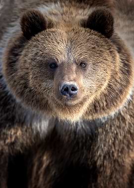 Brown Bear Portrait