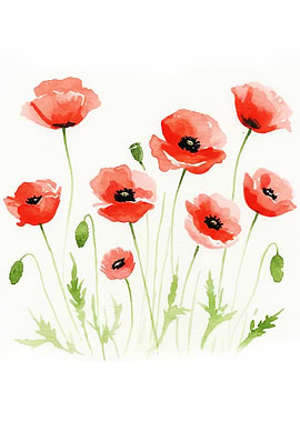 Watercolor Poppies on White Background