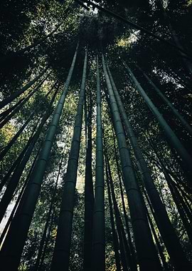 Bamboo Forest Canopy