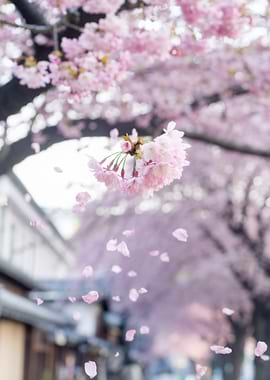 Cherry Blossoms in Bloom