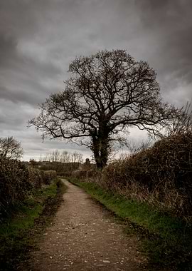 Gloomy Path with Bare Tree