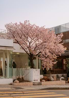 Cherry Blossom Tree in Seoul, South Korea