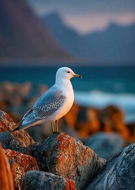 Seagull on Rocks by the Sea