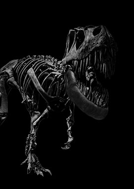 Tyrannosaurus Rex Skeleton