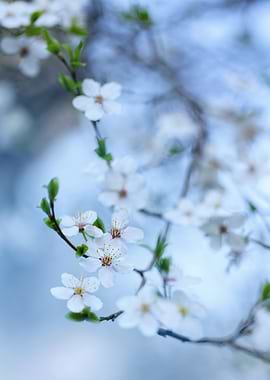 White Blossoms on Branch