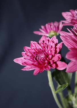 Pink Chrysanthemum Flowers