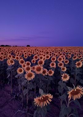 Sunflower Field at Night