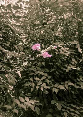 Pink Flowers in Sepia Tone