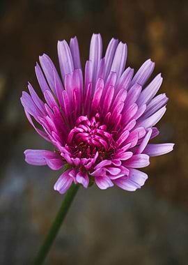 Pink and Purple Flower Close-Up