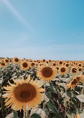 Sunflower field under a blue sky