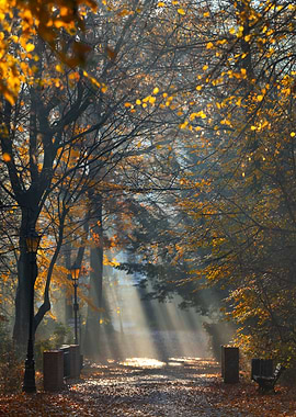 Autumn Park Sunlight