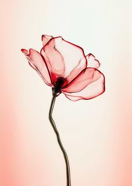 Translucent Red Poppy Flower