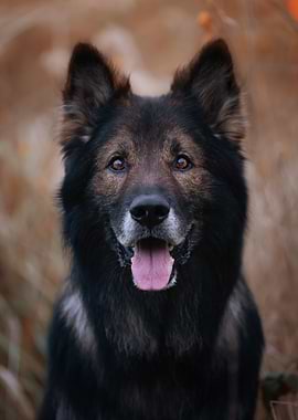Portrait of a German Shepherd