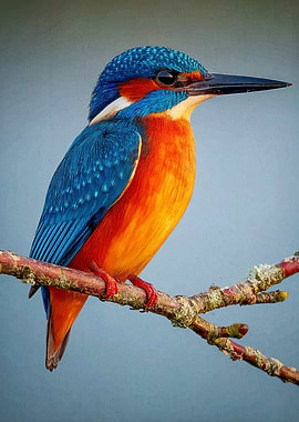 Vibrant Kingfisher Perched on Branch