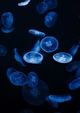 Blue Jellyfish in Dark Water