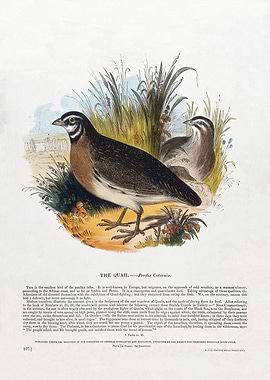 Quail Birds in the Grass