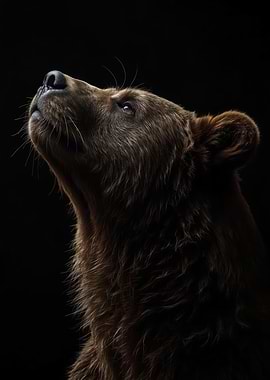 Bear Looking Upward - Dark Bear Portrait