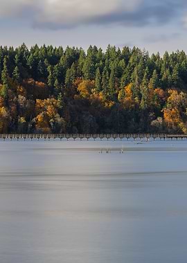 The Stillness of Nisqually 2025