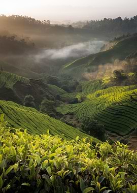 Lush Green Tea Plantation Landscape