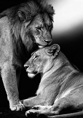 Lion and Lioness in Black and White
